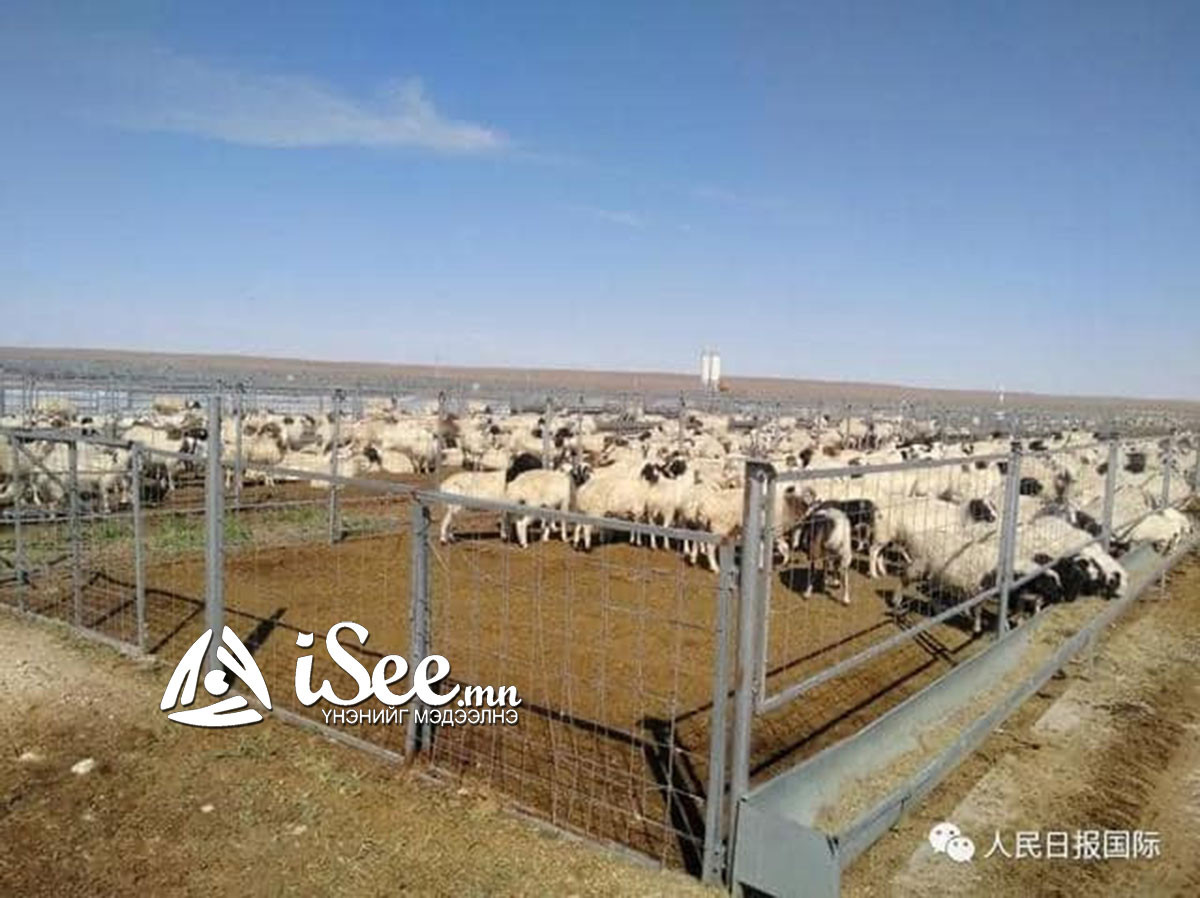 БНХАУ-д бэлэглэх 30 мянган хонины эхний ээлж