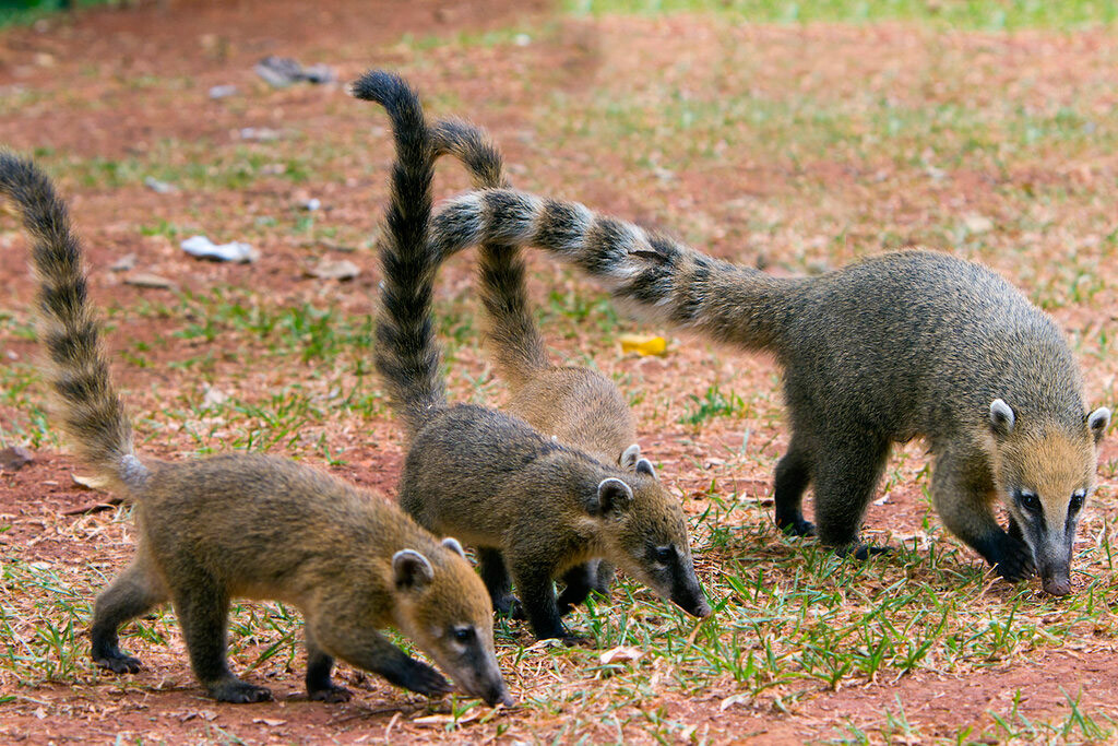 Носуха(coati) хэмээх амьтан нь Калифорнийн хойг, Өмнөд Америк, Мексикт элбэг тархсан байна
