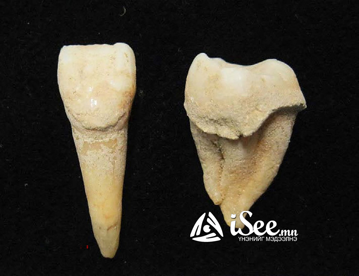 Монголын хойд нутагт 3200 жилийн өмнө амьдарч байсан хүний шүд. Эрдэмтэд энэхүү чулуужсан шүдэн дэх уургийг судалж, шүдний эзэн хонь, ямааны сүү ихээр хэрэглэдэг байсныг тогтоожээ.
