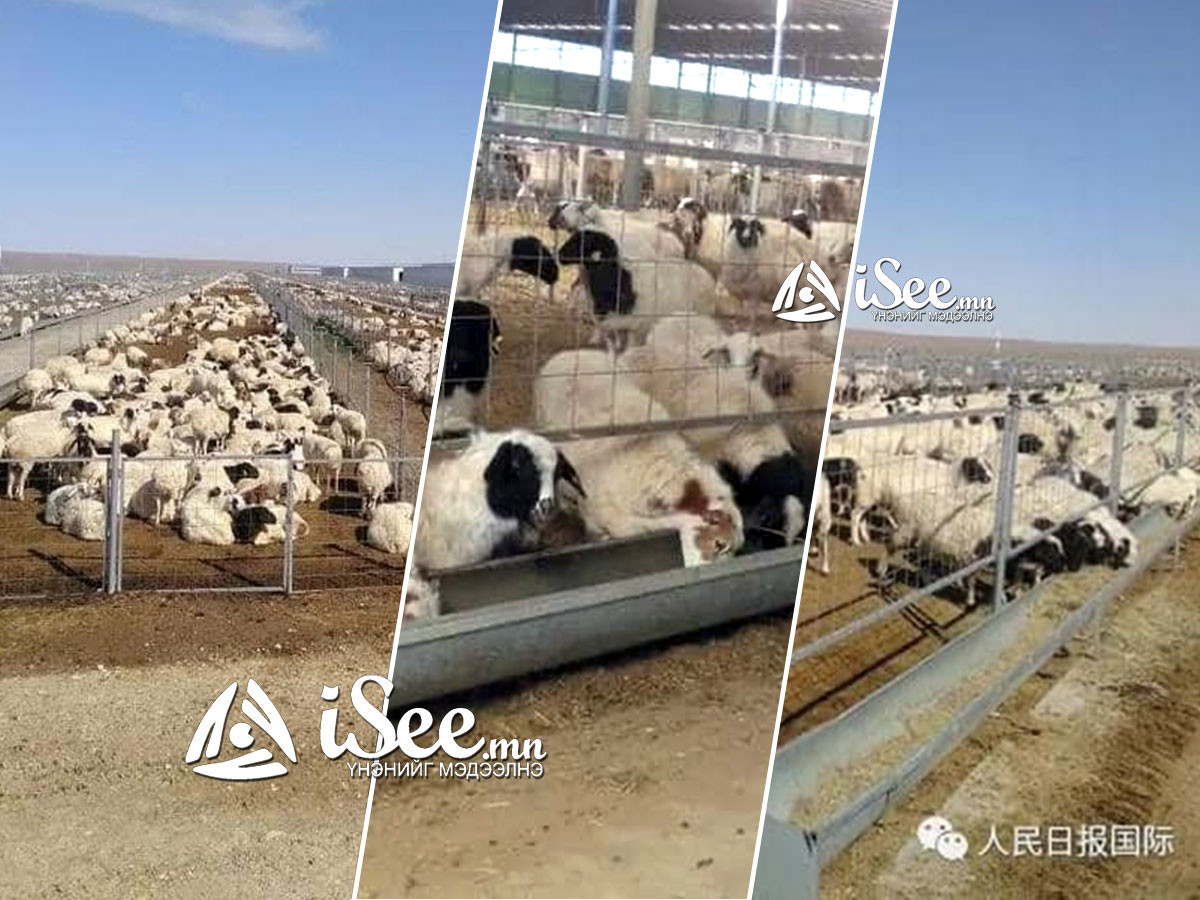 "БНХАУ-д бэлэглэх 30 мянган хонь"-ын эхний 5 мянган толгой хонь тус улсад хүрчээ