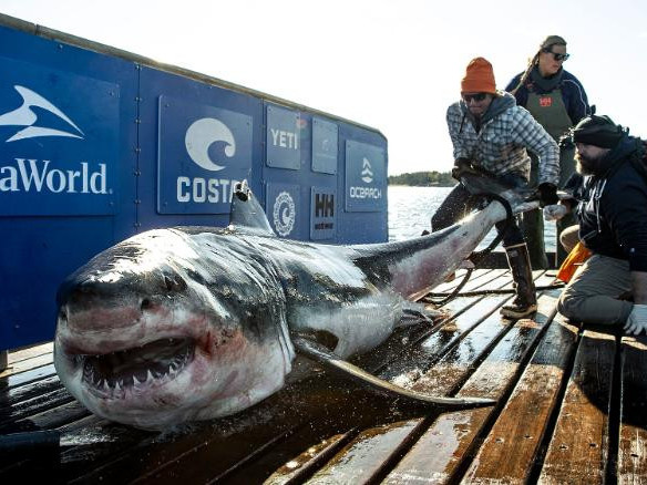 ВИДЕО:Судлаачид хоёр тонн орчим хэмжээтэй аварга том махчин загас илрүүлжээ
