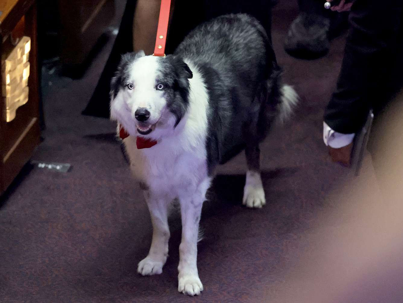 Оскарын наадмын онцлох зочдын нэгээр “Месси” нохой тодорчээ