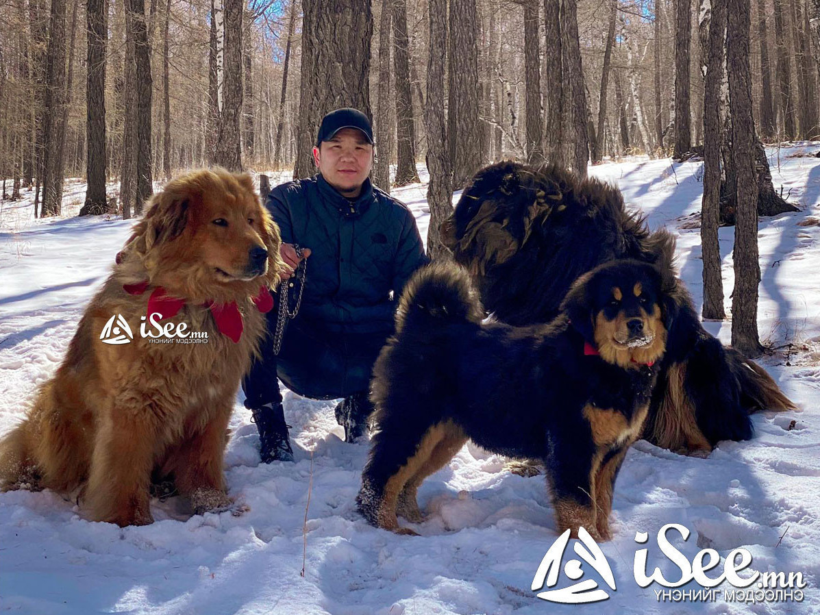 ВИДЕО: "Монгол банхар" нохойг дэлхийд өрсөлдүүлж, танилцуулахаар Нохой судлалын холбооныхон Хорват улсыг зорьжээ