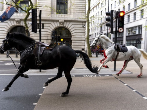 ВИДЕО: Лондон хотод сул явсан морьд автомашинтай мөргөлдөж, дөрвөн хүнийг гэмтээжээ