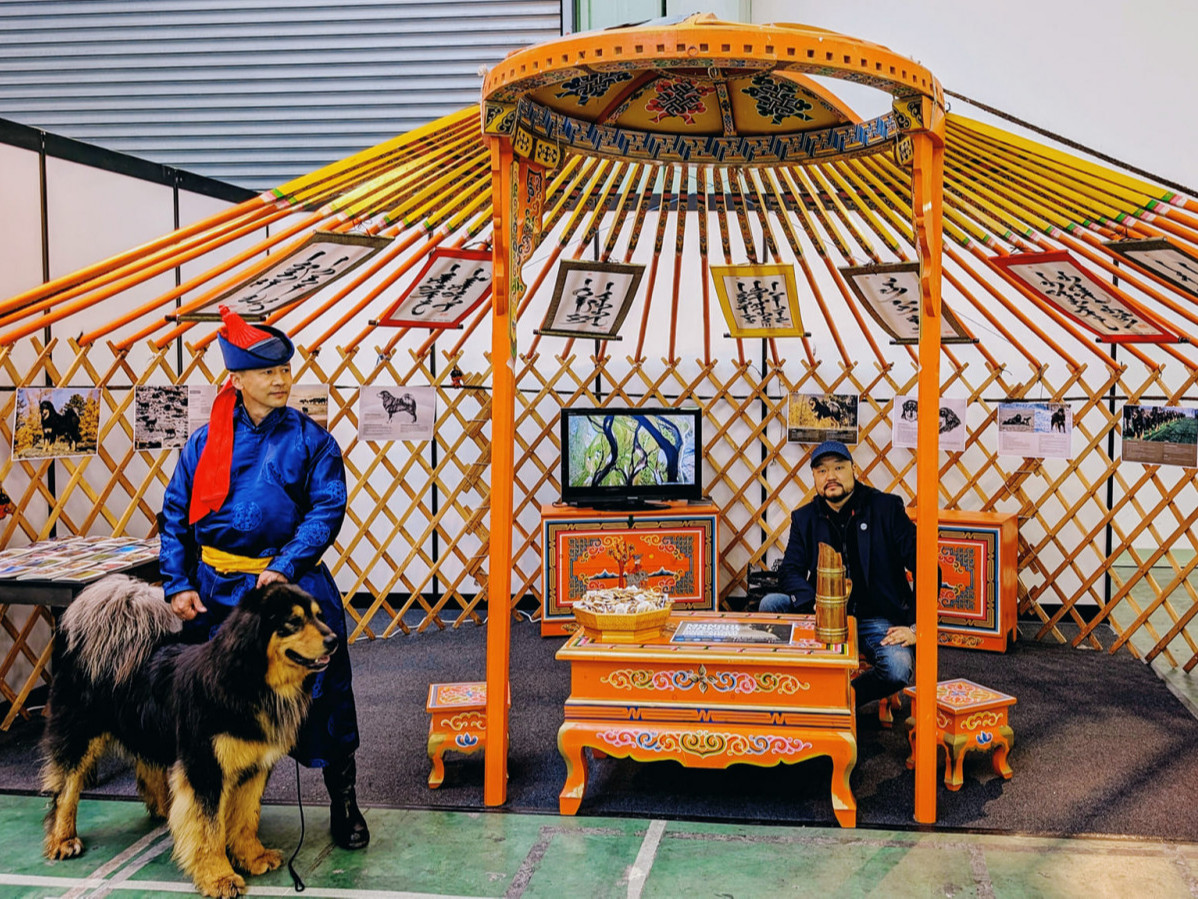 ВИДЕО: Дэлхийн аваргад анх удаа монгол гэр баригдаж, өв соёл болон монгол банхраа танилцуулж байна 