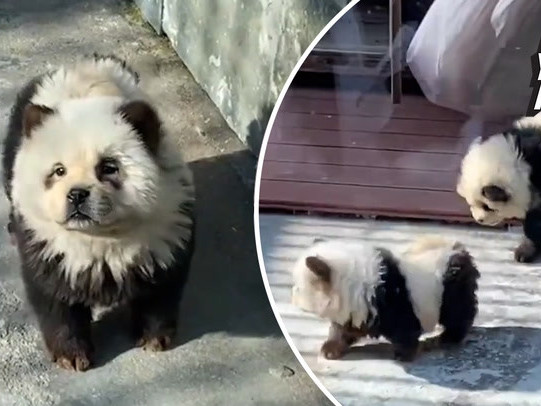 ВИДЕО: Хятадын амьтны хүрээлэн "панда нохой" гэх шинэ төрлийн амьтадтай болжээ